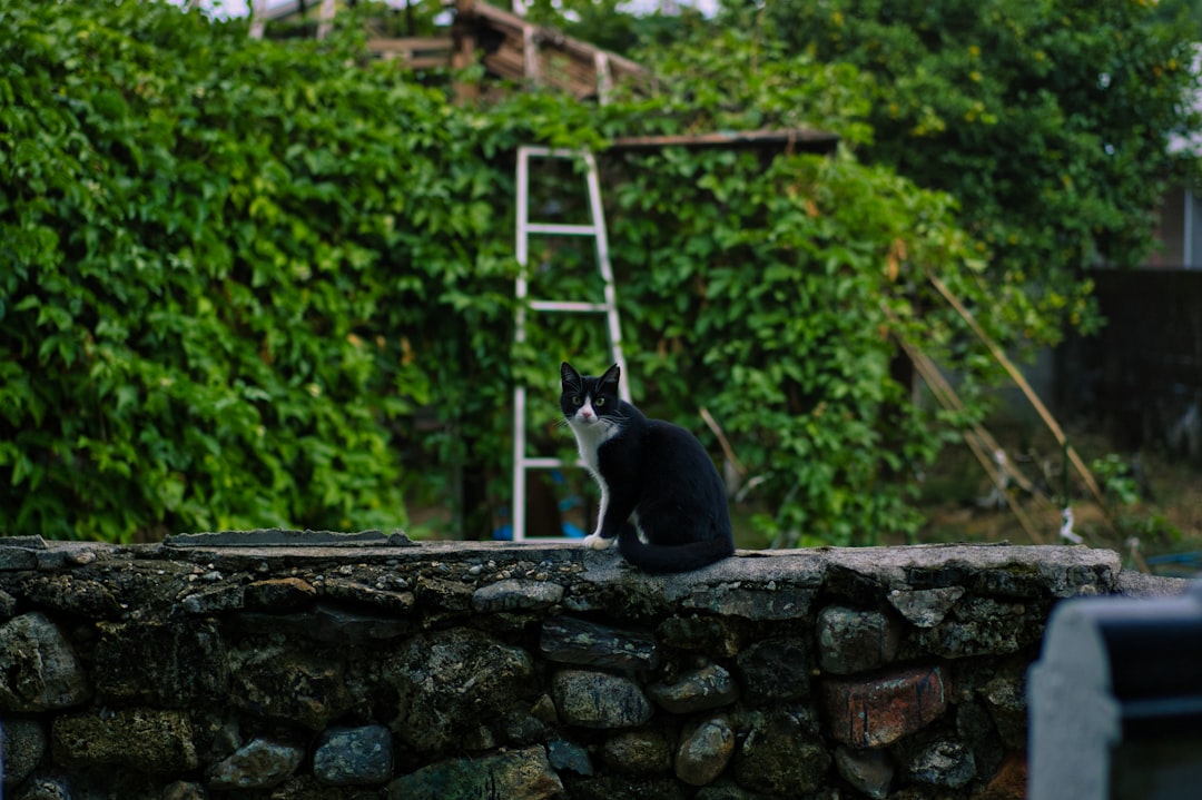 cat watching birds
